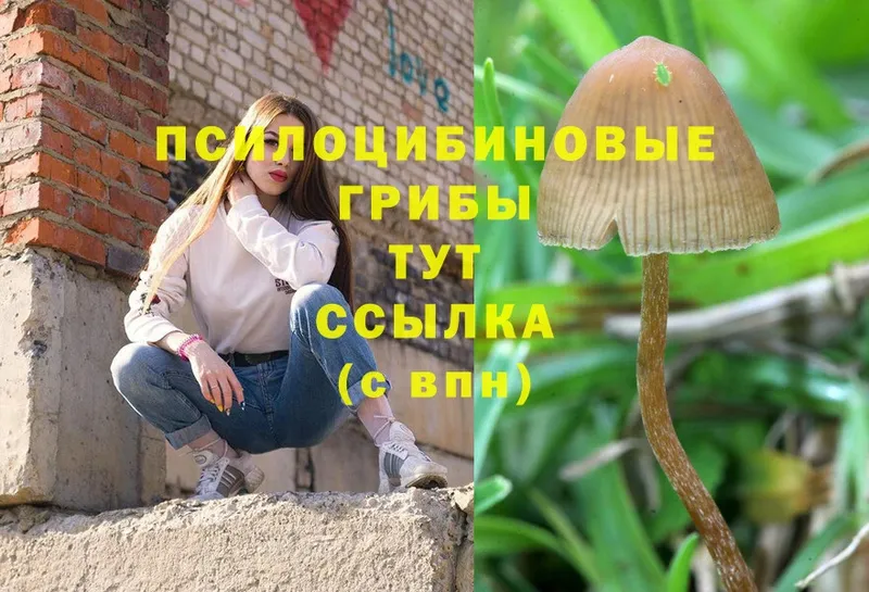 Галлюциногенные грибы Magic Shrooms  Камышлов 